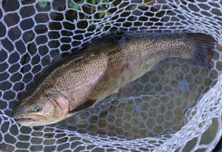 暑いけど釣れる ～フィッシングパーク高島の泉～